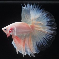 画像8: HM　ホワイトファンシー　クリアフィン (8)