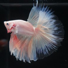 画像1: HM　ホワイトファンシー　クリアフィン (1)