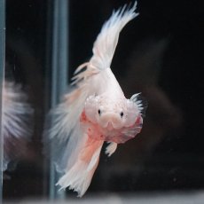 画像7: HM　ホワイトファンシー　クリアフィン (7)