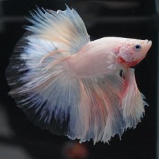 画像6: HM　ホワイトファンシー　クリアフィン (6)