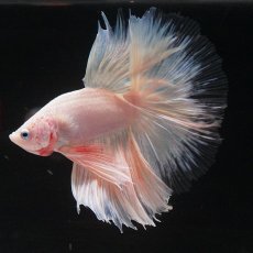 画像5: HM　ホワイトファンシー　クリアフィン (5)