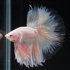 画像3: HM　ホワイトファンシー　クリアフィン (3)