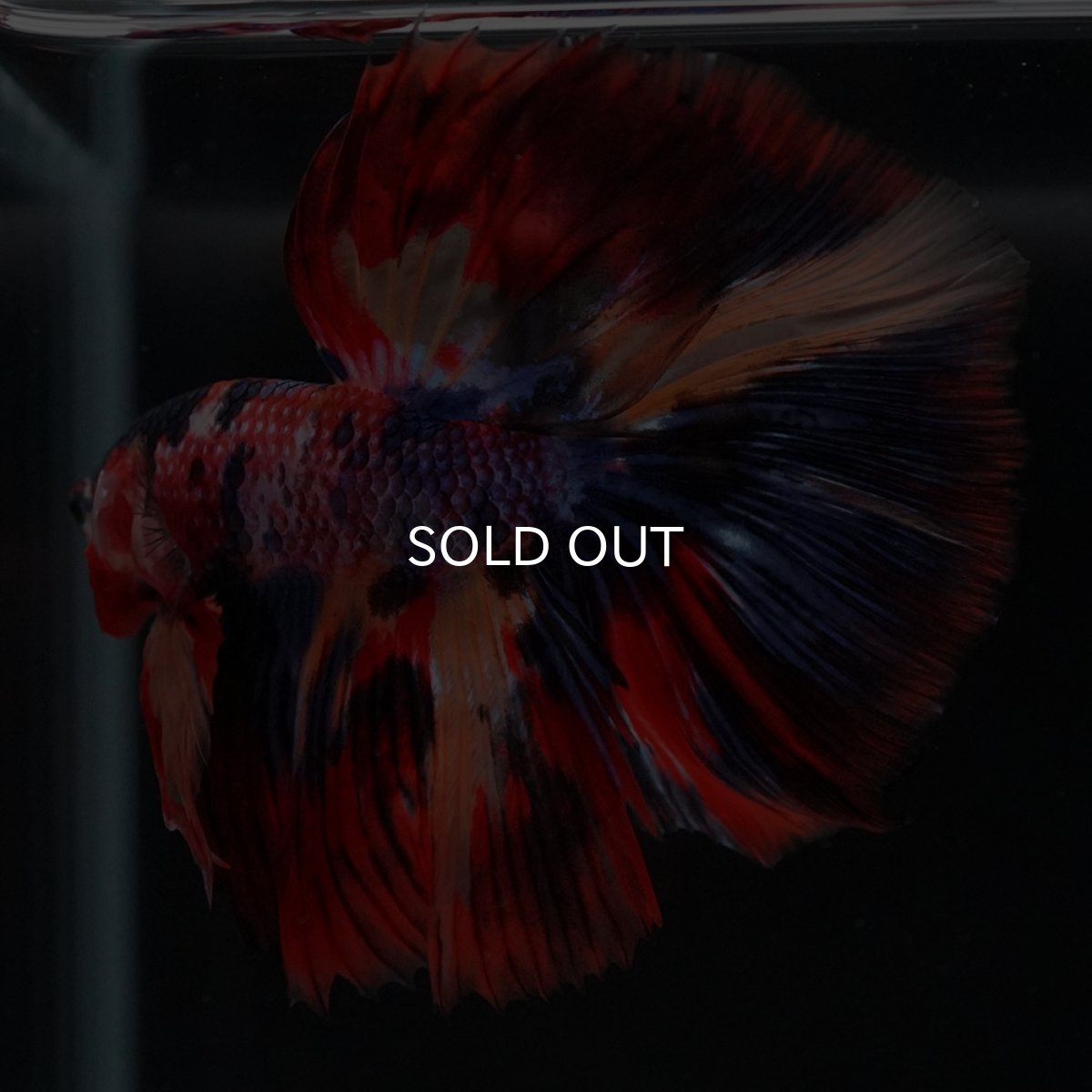 画像23: HM　キャンディ (23)