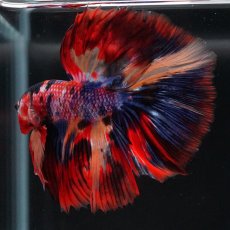 画像23: HM　キャンディ (23)