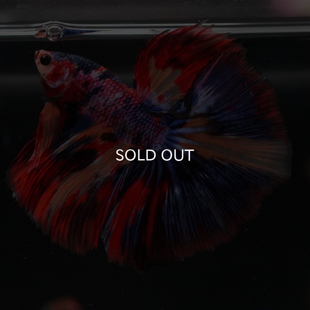 画像22: HM　キャンディ (22)