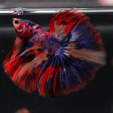 画像22: HM　キャンディ (22)