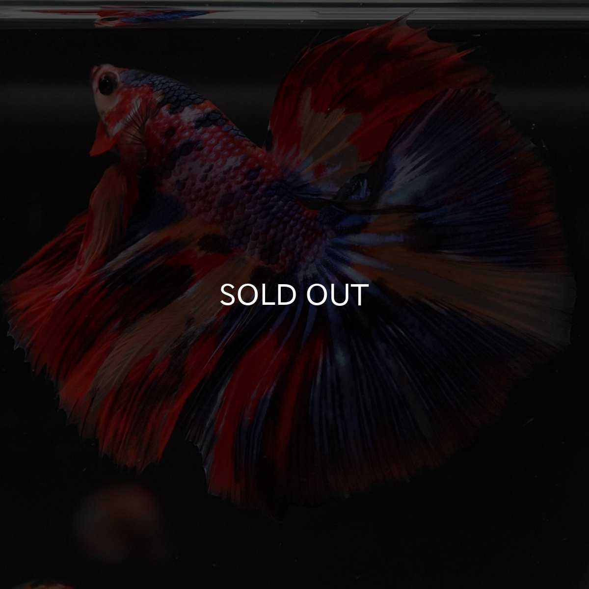 画像21: HM　キャンディ (21)