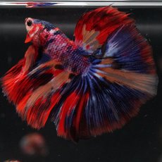 画像21: HM　キャンディ (21)