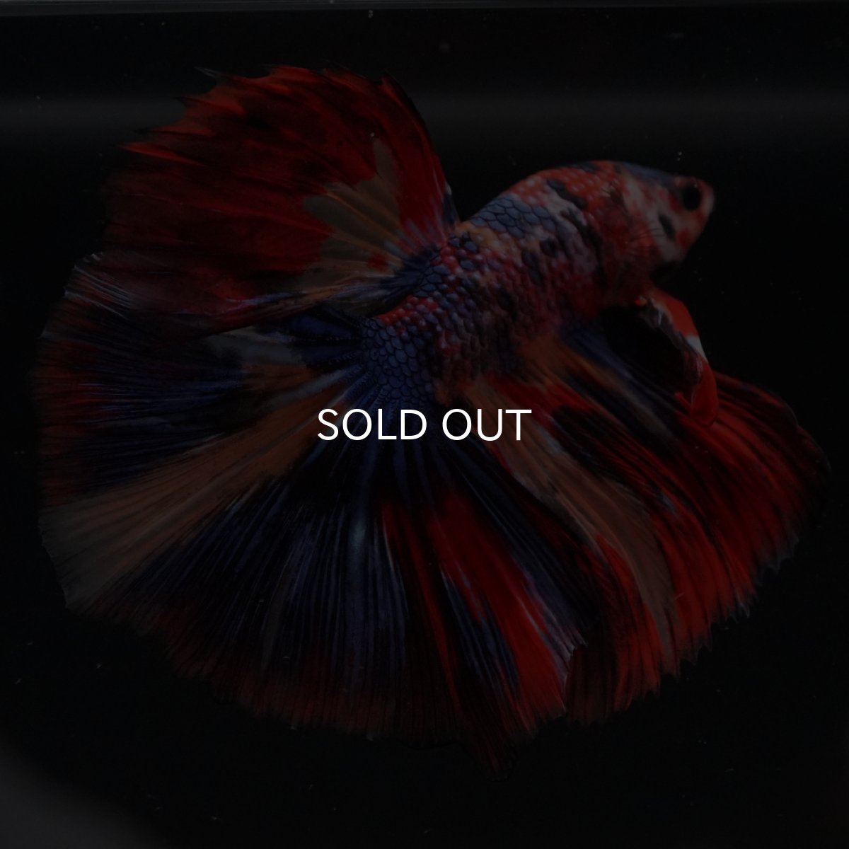 画像20: HM　キャンディ (20)