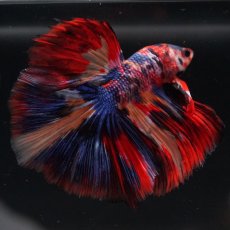 画像20: HM　キャンディ (20)