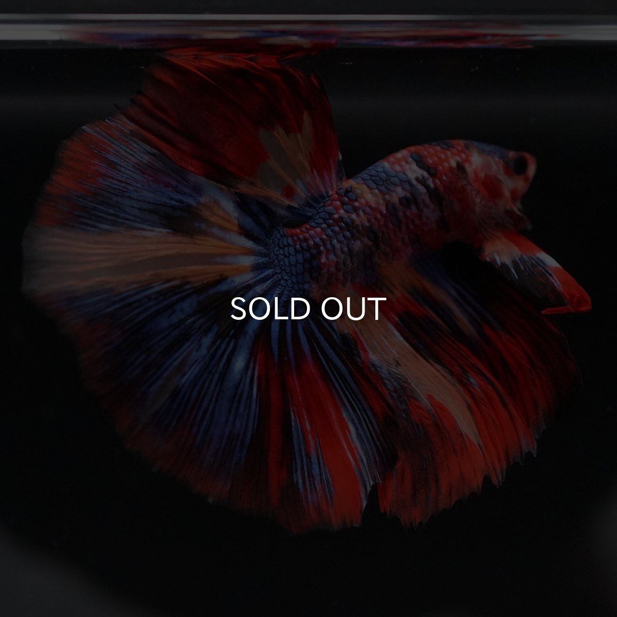 画像19: HM　キャンディ (19)