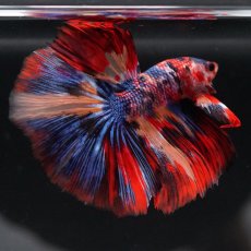 画像19: HM　キャンディ (19)