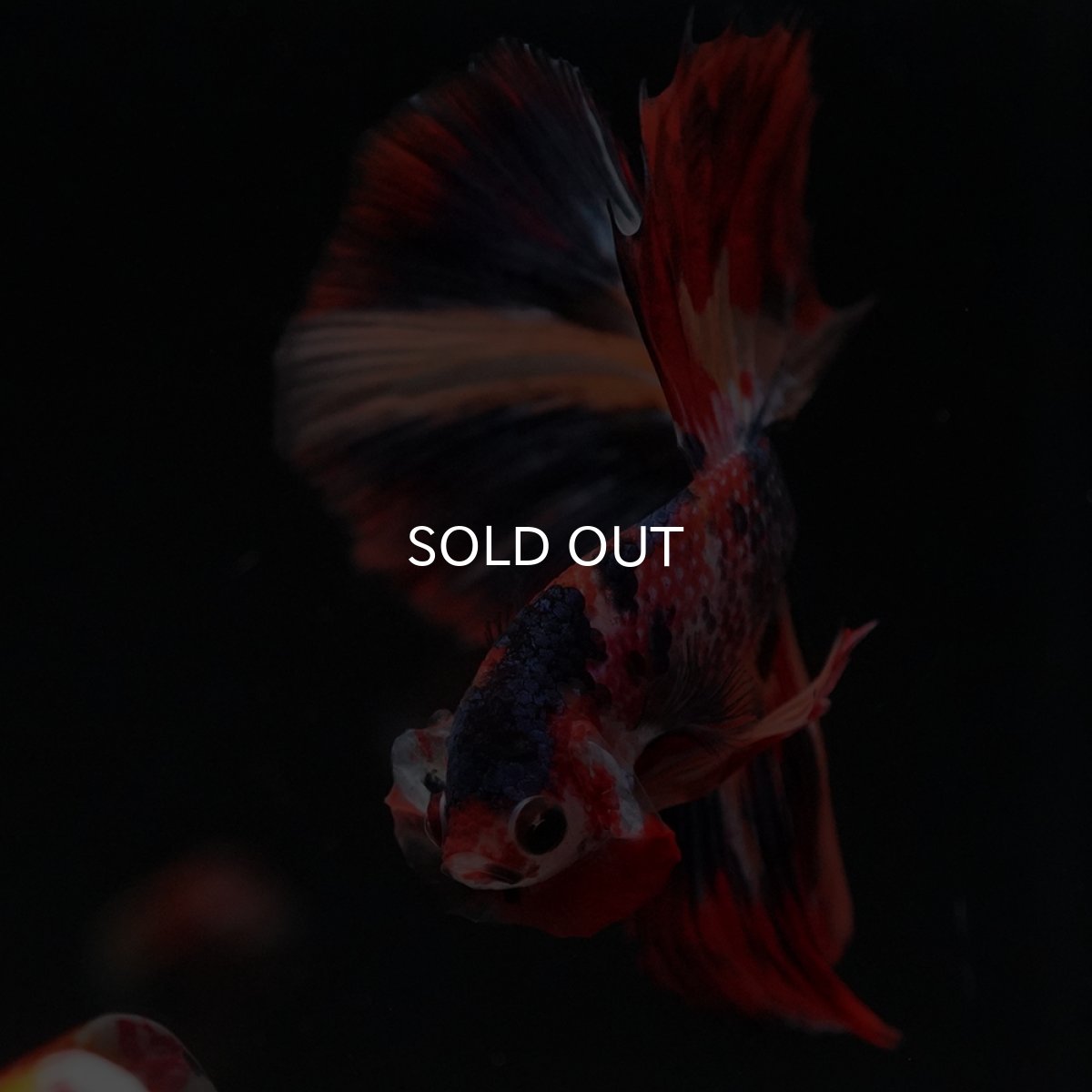 画像18: HM　キャンディ (18)