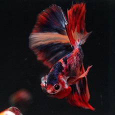 画像18: HM　キャンディ (18)