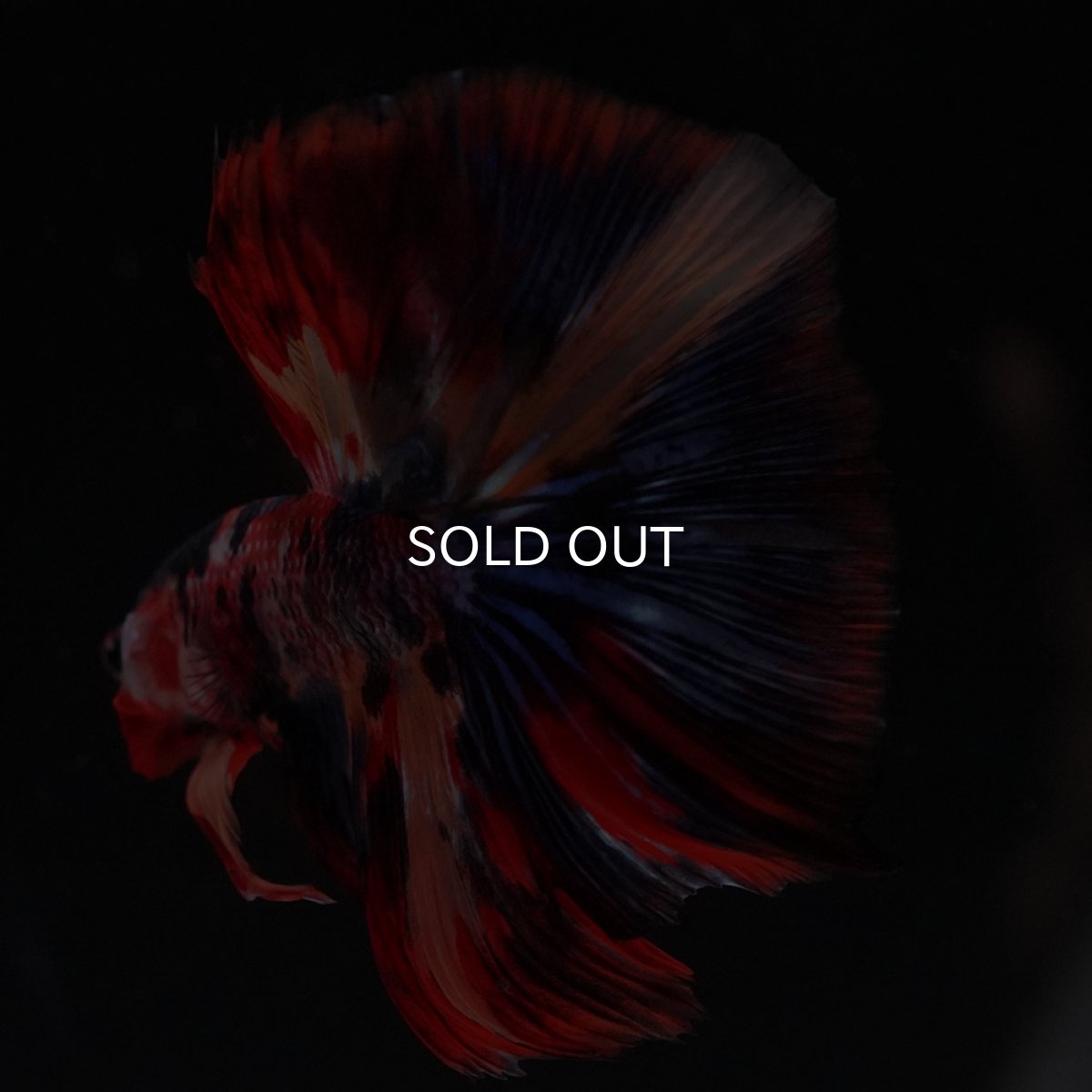 画像17: HM　キャンディ (17)