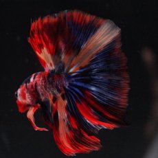 画像17: HM　キャンディ (17)