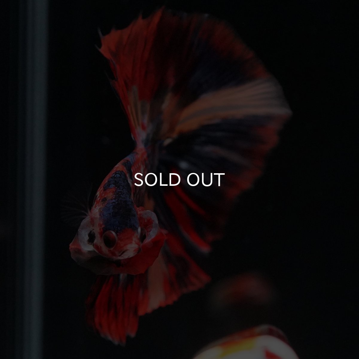 画像16: HM　キャンディ (16)