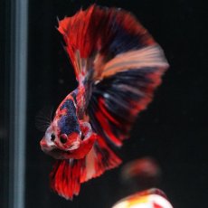 画像16: HM　キャンディ (16)