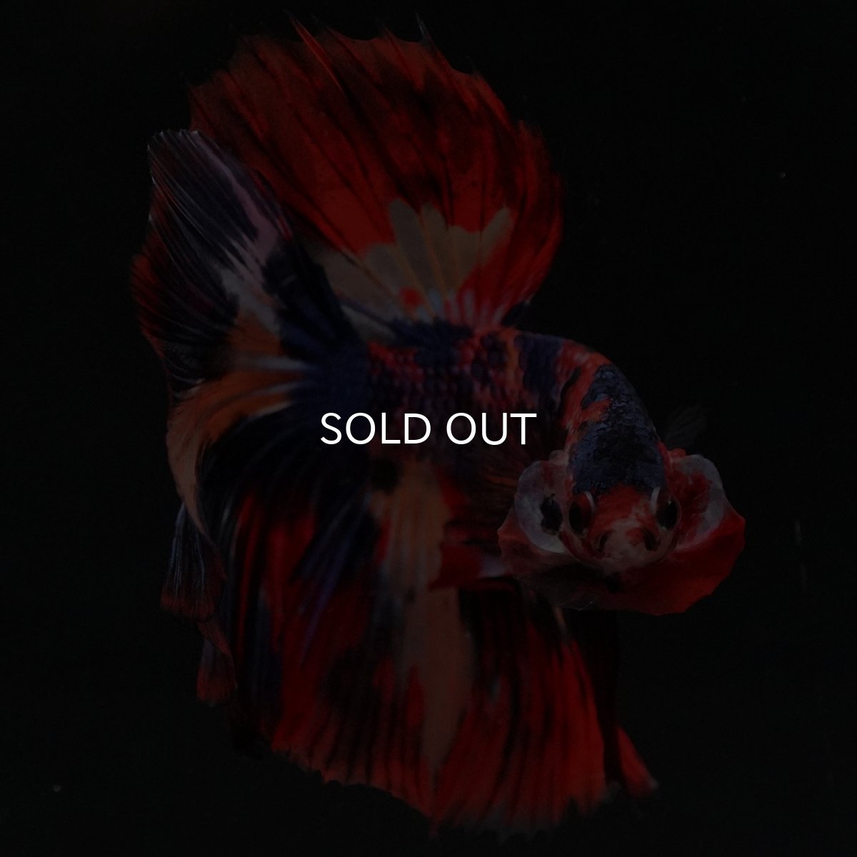 画像15: HM　キャンディ (15)