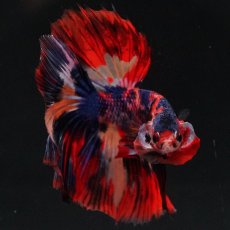 画像15: HM　キャンディ (15)