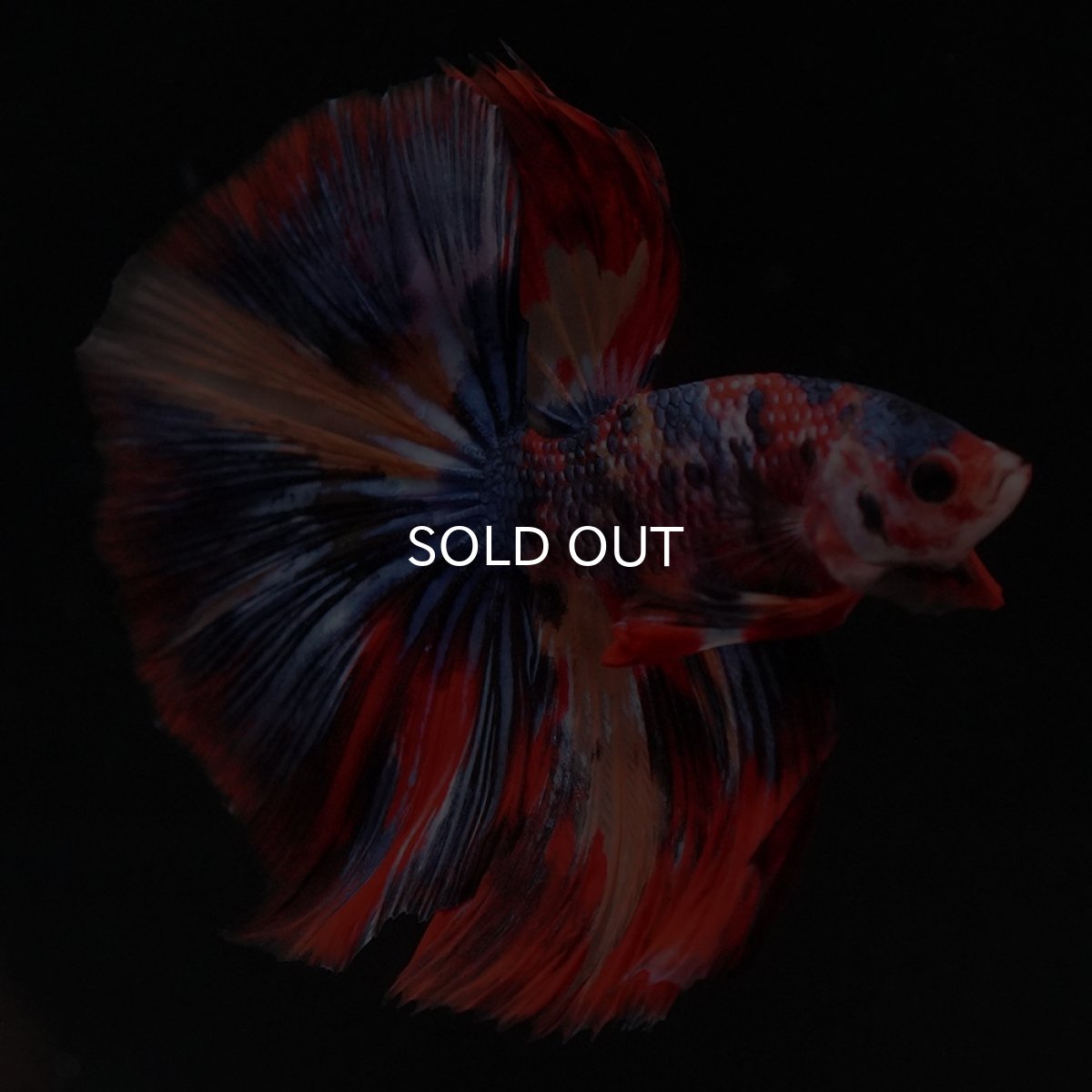 画像14: HM　キャンディ (14)