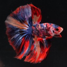 画像14: HM　キャンディ (14)