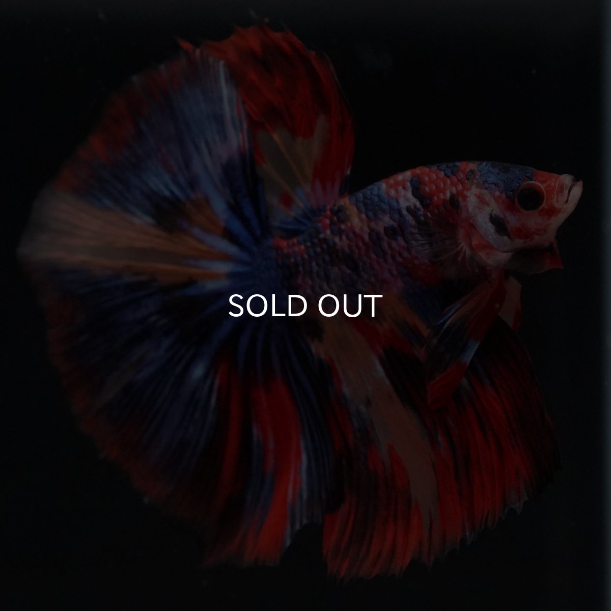 画像13: HM　キャンディ (13)