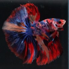 画像13: HM　キャンディ (13)