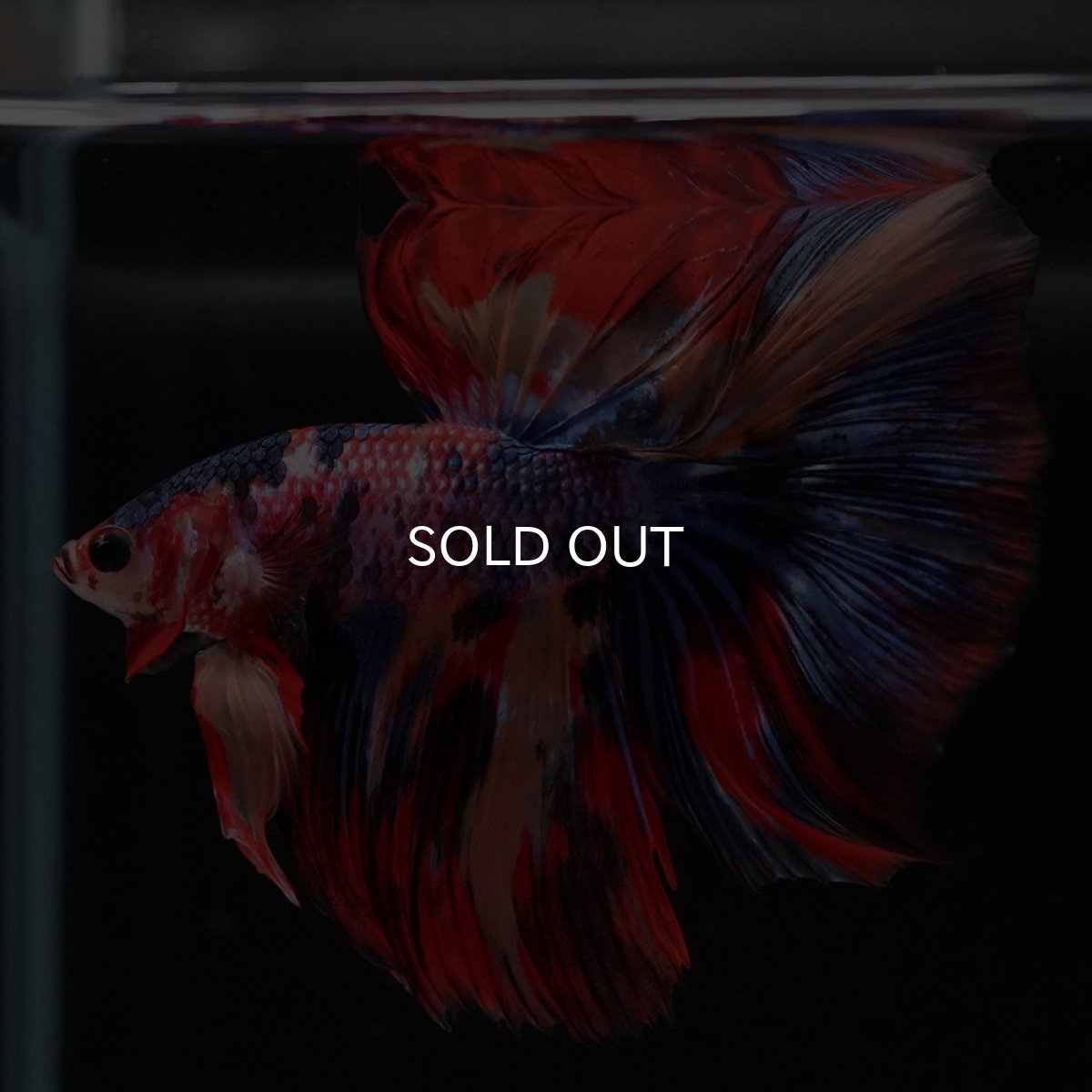 画像12: HM　キャンディ (12)