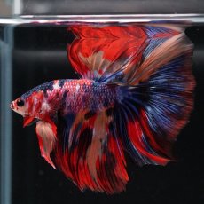 画像12: HM　キャンディ (12)