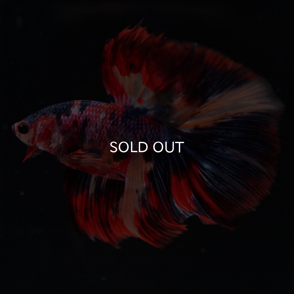 画像3: HM　キャンディ (3)