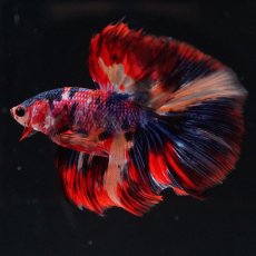 画像3: HM　キャンディ (3)