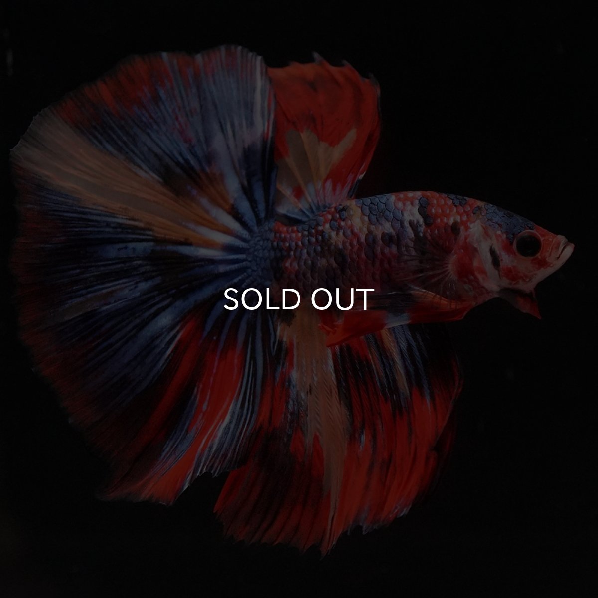 画像2: HM　キャンディ (2)