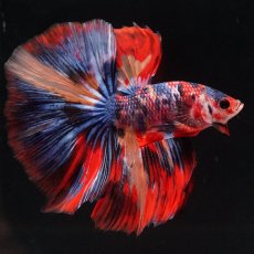 画像2: HM　キャンディ (2)