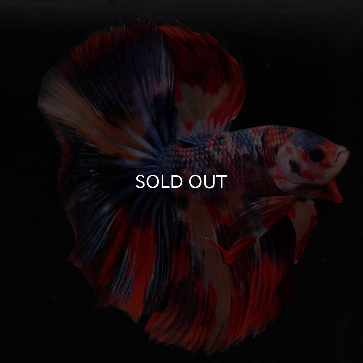 画像11: HM　キャンディ (11)