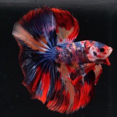 画像11: HM　キャンディ (11)