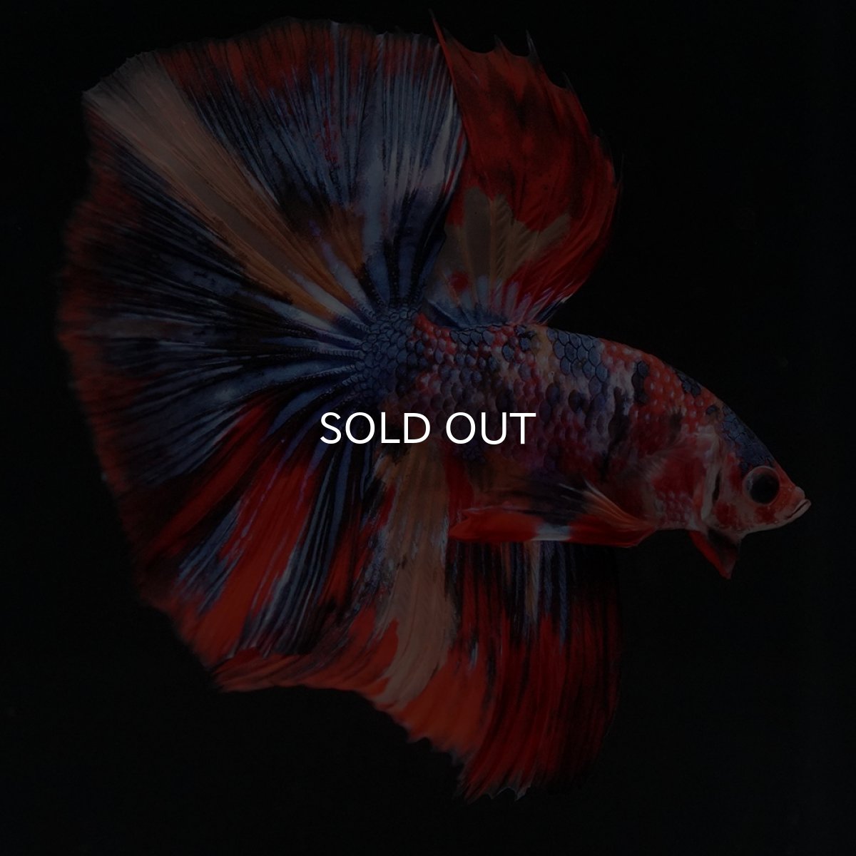 画像5: HM　キャンディ (5)