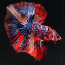 画像5: HM　キャンディ (5)