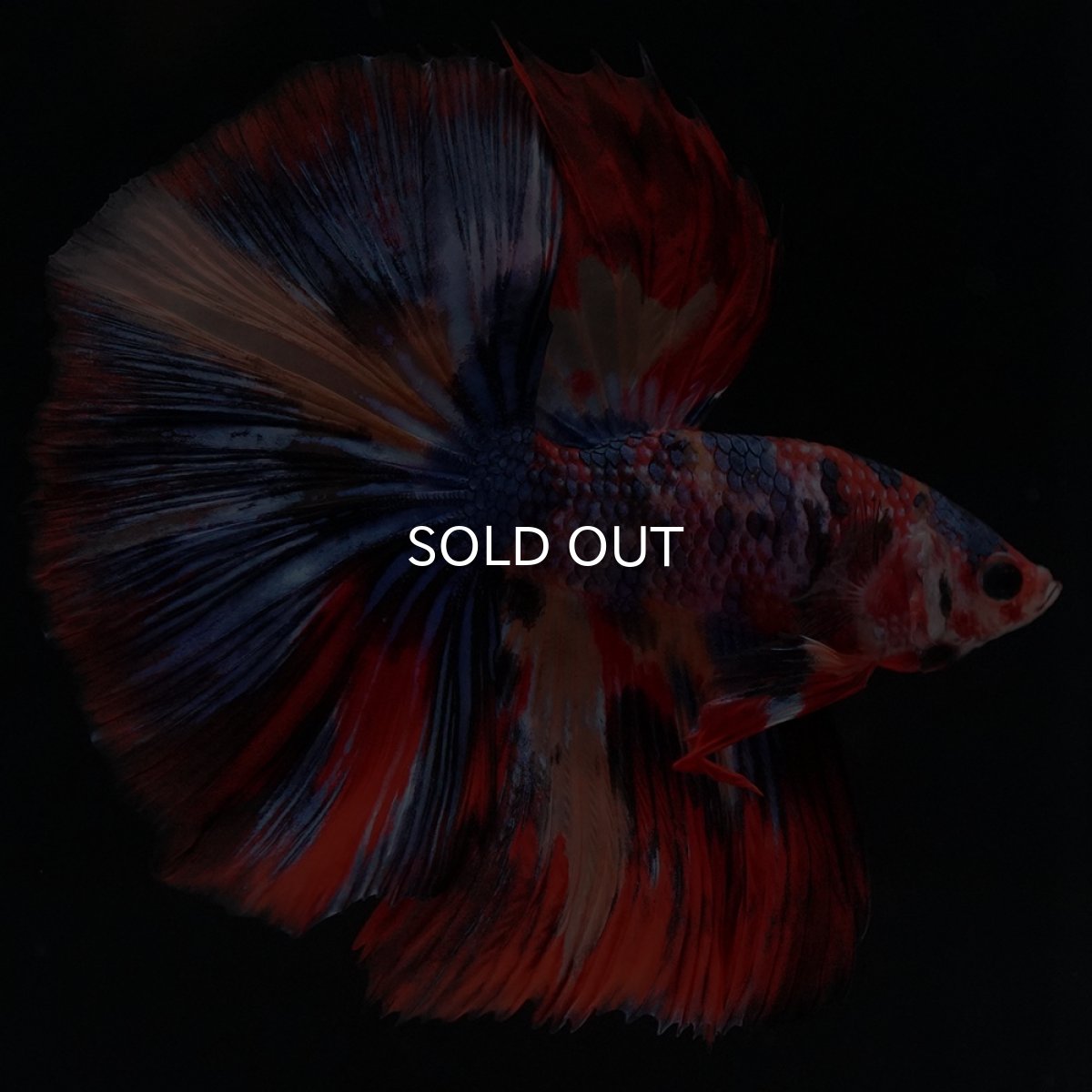 画像1: HM　キャンディ (1)