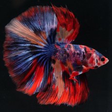 画像1: HM　キャンディ (1)