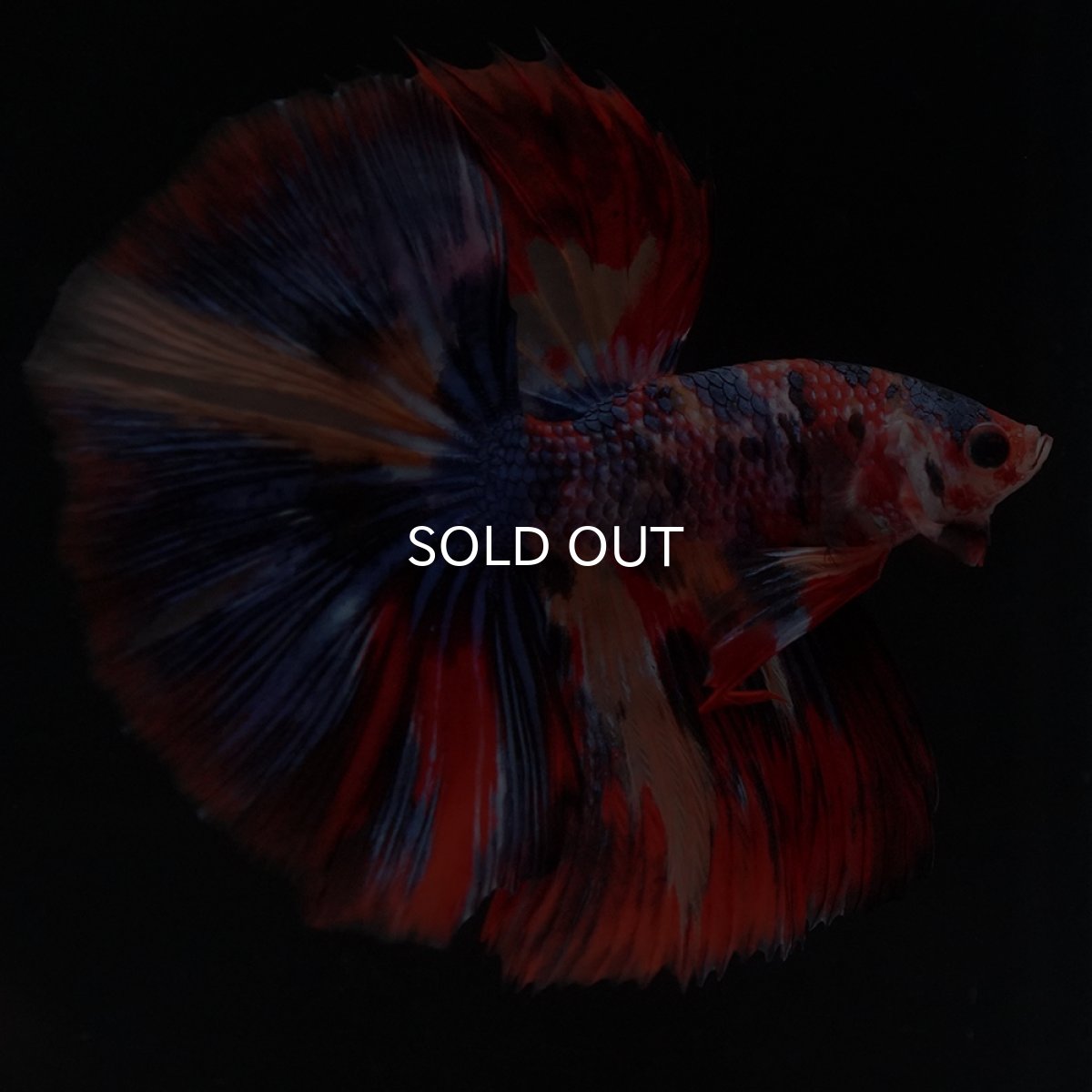 画像10: HM　キャンディ (10)