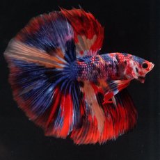 画像10: HM　キャンディ (10)