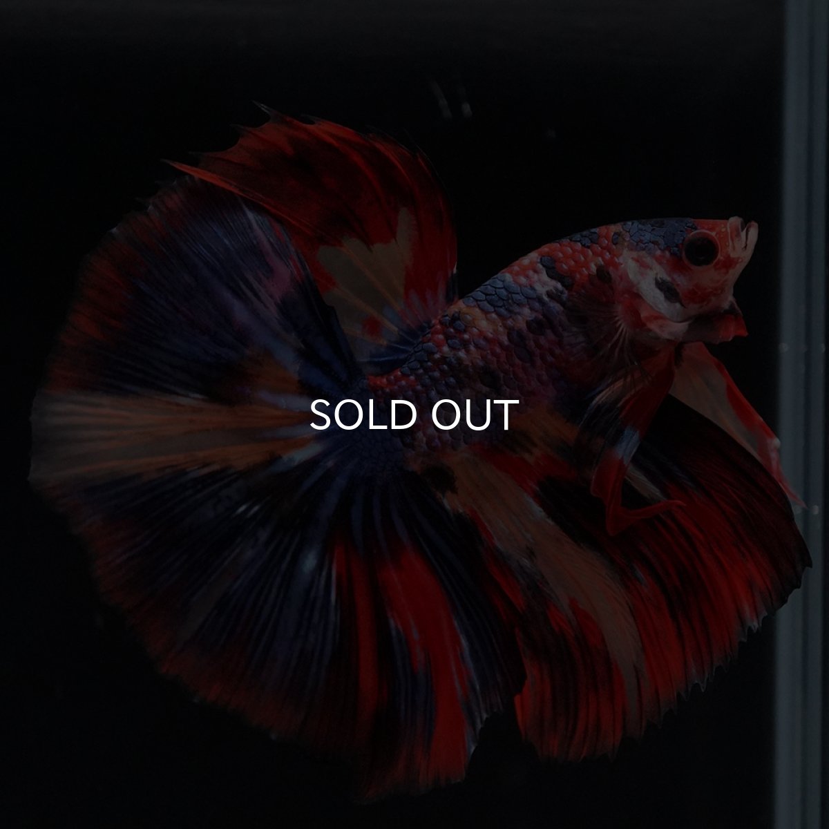 画像9: HM　キャンディ (9)