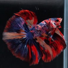 画像9: HM　キャンディ (9)