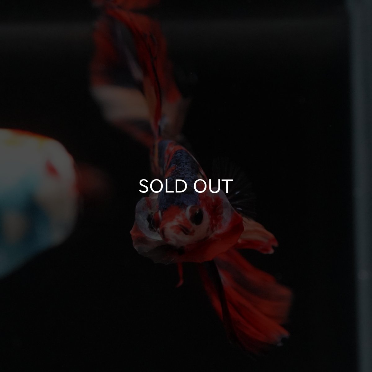 画像8: HM　キャンディ (8)