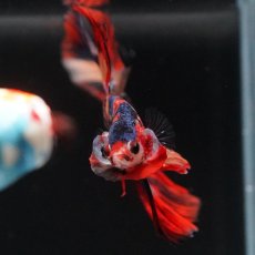 画像8: HM　キャンディ (8)