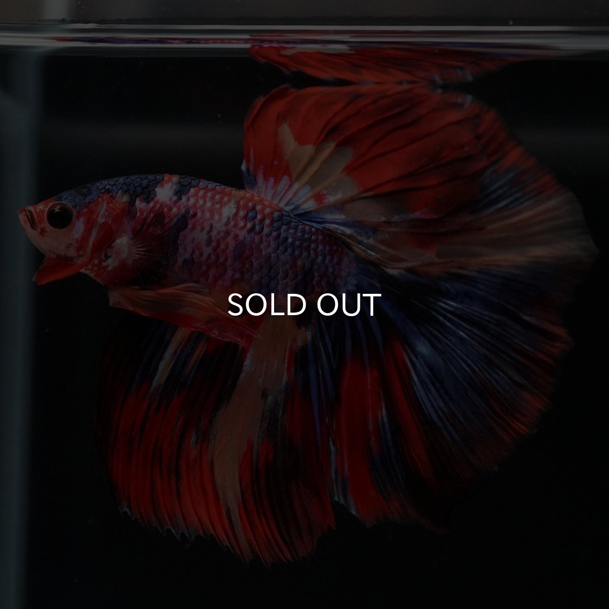 画像7: HM　キャンディ (7)