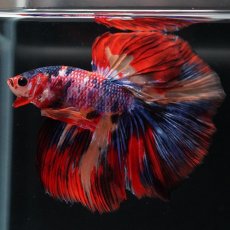 画像7: HM　キャンディ (7)