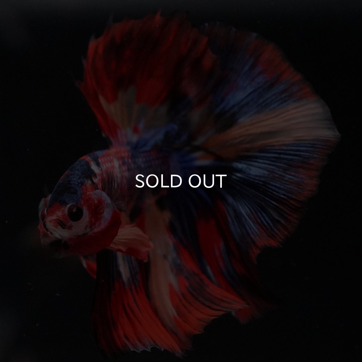 画像6: HM　キャンディ (6)