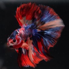 画像6: HM　キャンディ (6)